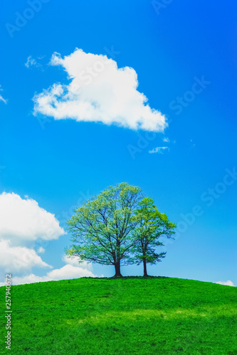 草原の木と雲 © taiyosun