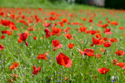 Poppy fields, Castelvecchio Pascoli, Barga, Italy © Caterina Salvi