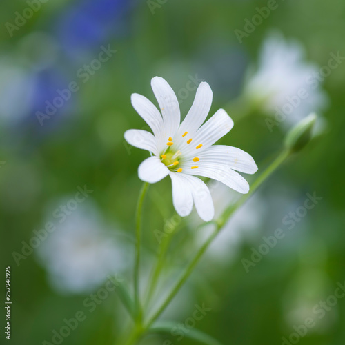 A single flower of Greater Stitchwort  Stellaria holostea  in an English woodland  springtime.