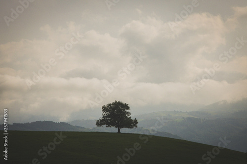 árbol solitario en paísaje verde del País Vasco