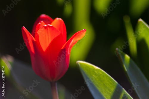 Blutrote Tulpenbl  te leuchtet strahlend rot im Gegenlicht im Fr  hling