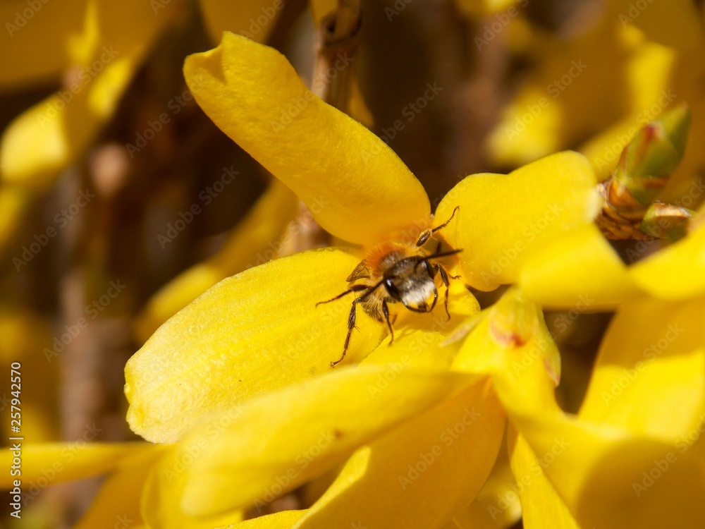 Fototapeta premium beetle on yellow flowers
