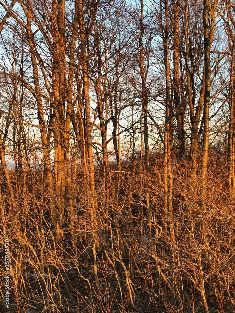 Bare Winter Trees Bare Winter Trees
