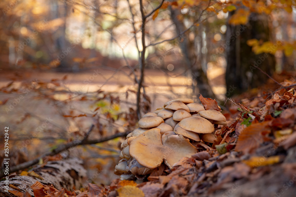 Sevenlakes National Park in Autumn Bolu Turkey. Yedigoller milli parkı Sevenlakes National Park in Autumn Bolu Turkey. Yedigoller milli parkı