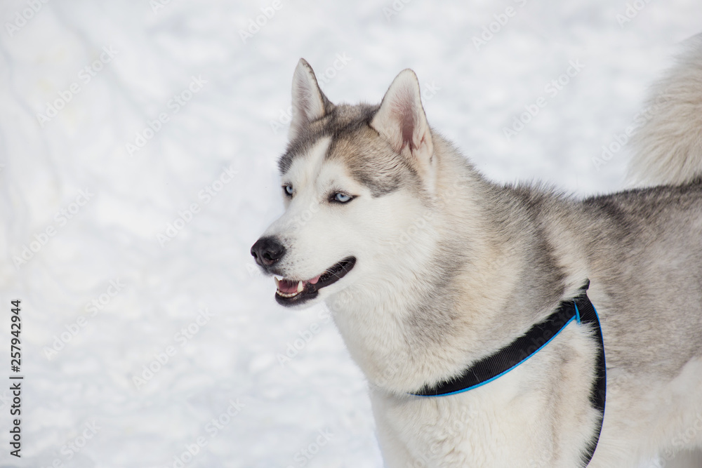 Cute siberian husky is standing on a white snow. Pet animals.