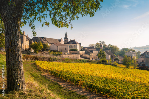 View of vineyard with village houses in background against sky photo