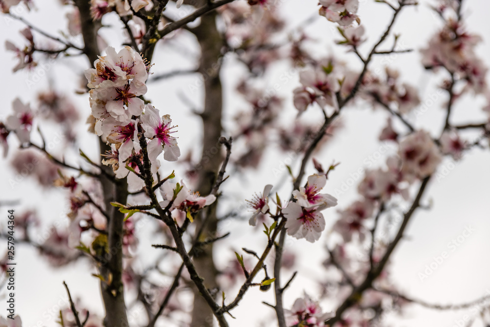 Almond blossoms on a tree