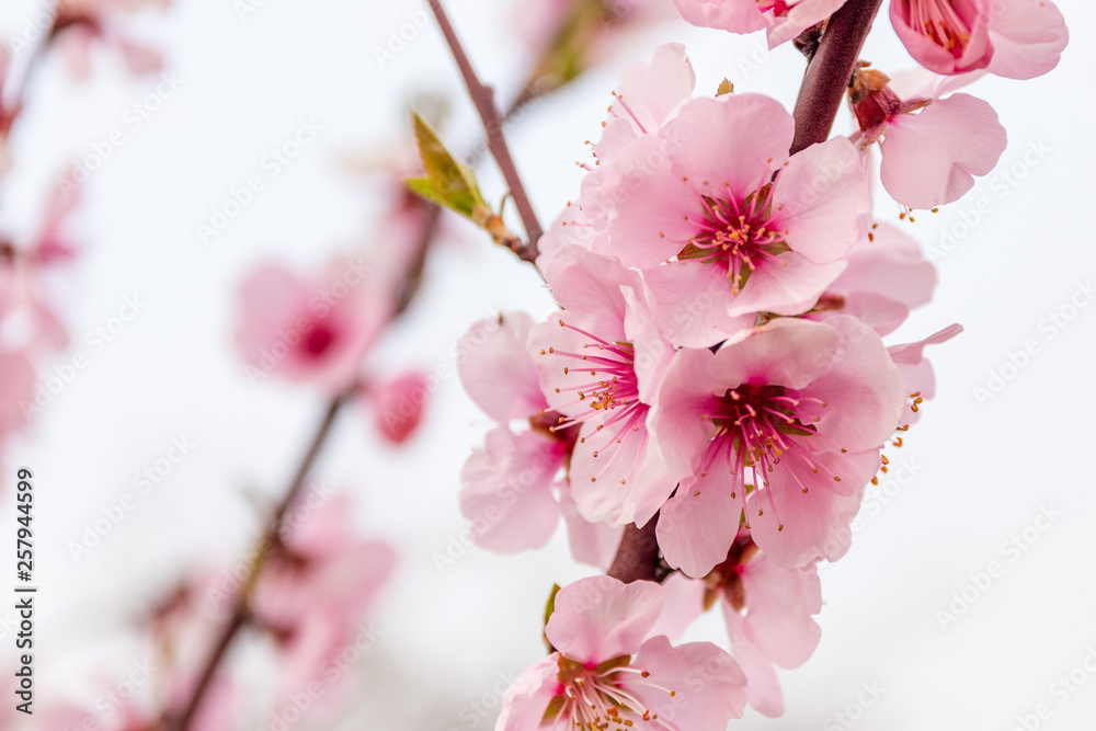 Obraz premium Almond blossoms on a tree