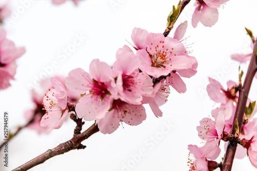 Almond blossoms on a tree