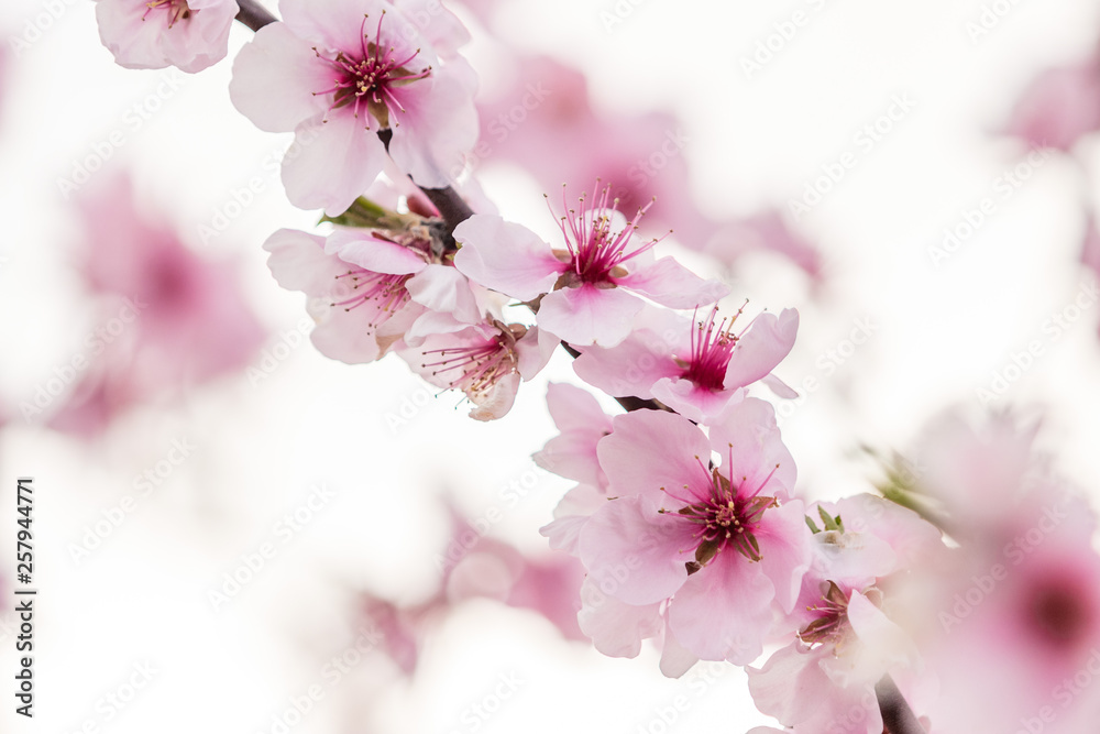 Fototapeta premium Almond blossoms on a tree
