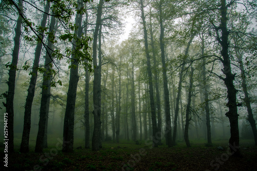 Foggy Forests Akkar Lebanon