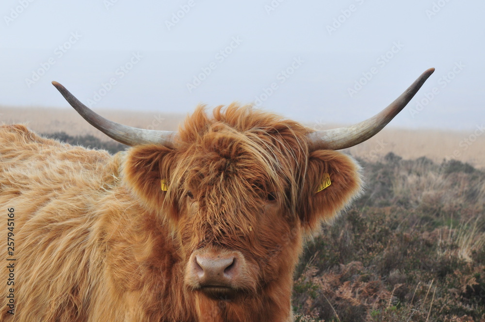Hardy Highland cow on Exmoor, Somerset Hardy Highland cow on Exmoor, Somerset