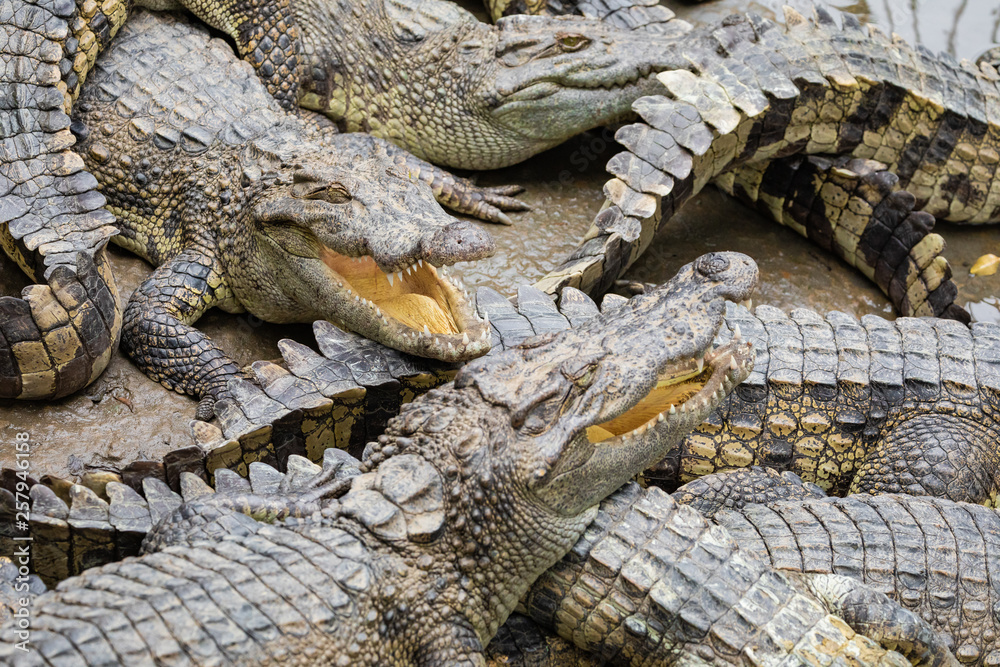 Portrait of many crocodiles at the farm in Vietnam, Asia.