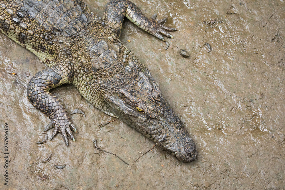 Naklejka premium Portrait of many crocodiles at the farm in Vietnam, Asia.