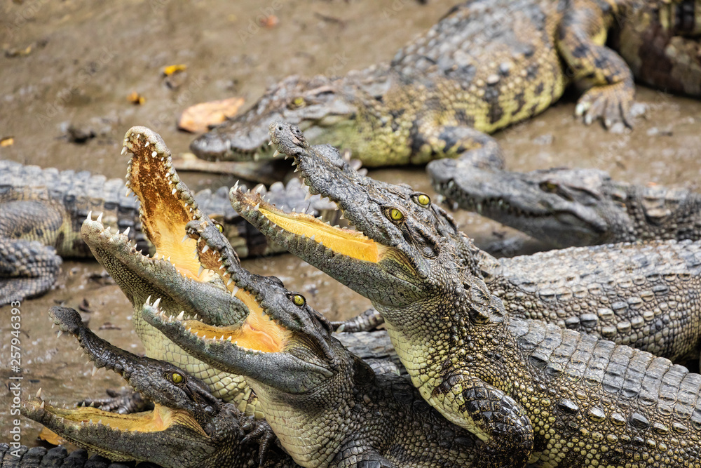 Portrait of many crocodiles at the farm in Vietnam, Asia. Portrait of many crocodiles at the farm in Vietnam, Asia.
