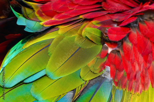 Close up of blue-and-gold macaw bird's feathers, exotic nature background and texture. © Narupon