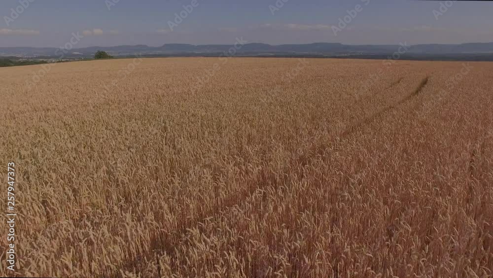 Flight over a wheat field with mountains in background Flight over a wheat field with mountains in background