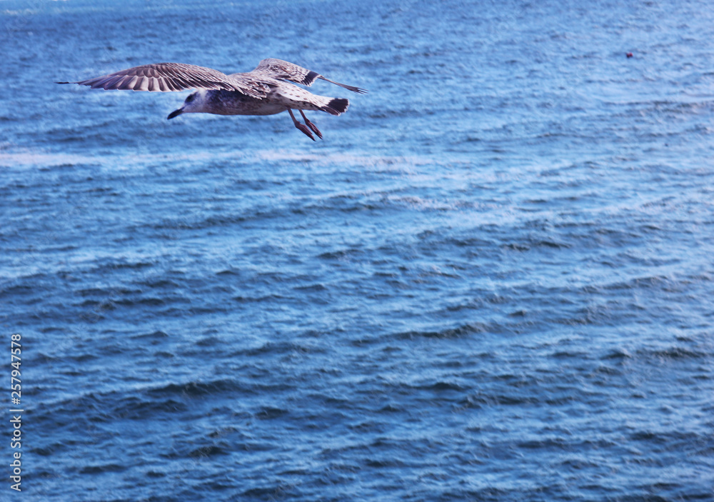 Fototapeta premium A seagull is flying over the seascape. There are many seagulls living on the sea.