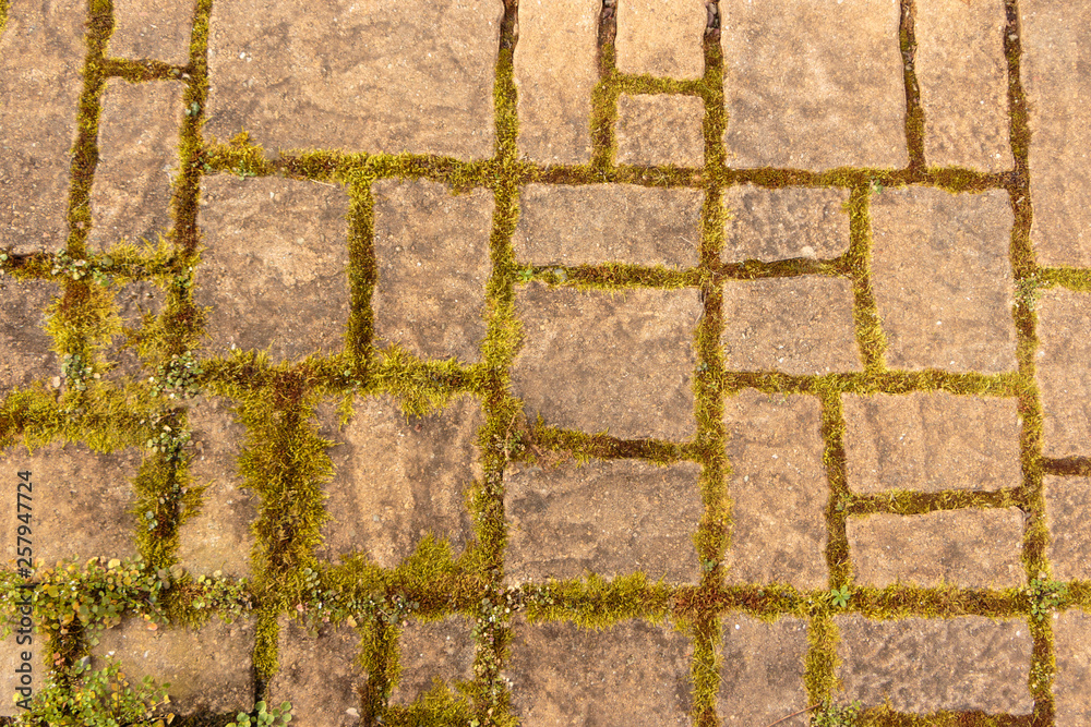 Fototapeta premium Brown concrete paver brick with moss joints texture background.