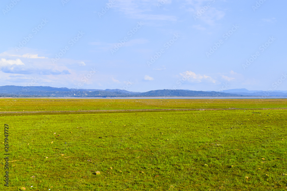 Obraz premium Green fields of pong dam . this is also called wetland of pong dam . This place situated in hkangra district of himachal pradesh in india