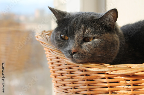 pet, grey cat sleeping in basket, favorite cat