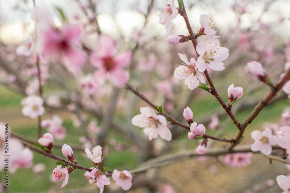 peach blossoms
