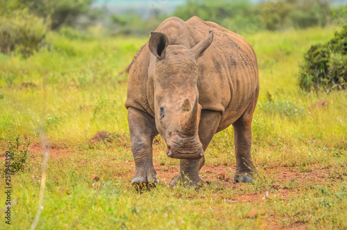 Portrait of cute male bull white Rhino or Rhinoceros in a group