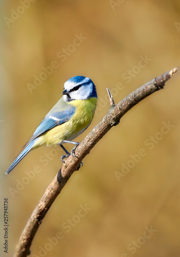 Blue tit (Cyanistes caeruleus) perched on tree branch against natural background