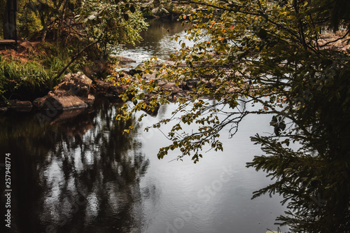 Fototapeta Naklejka Na Ścianę i Meble -  reflection of trees in water