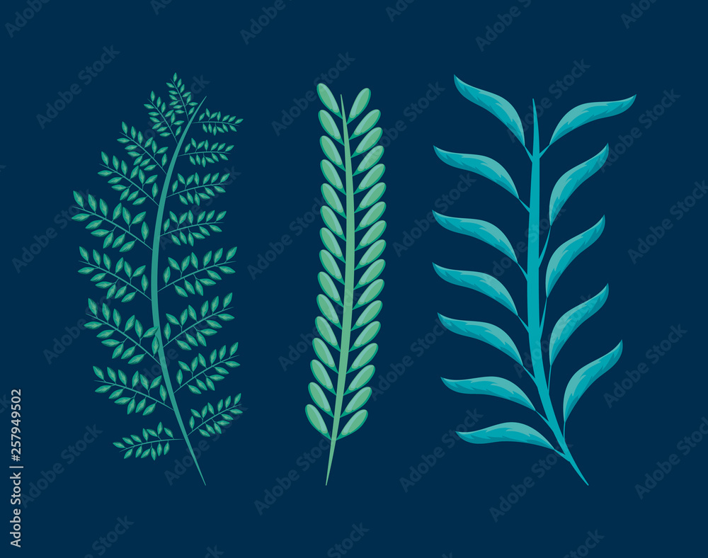 set of branches with leafs natural set of branches with leafs natural