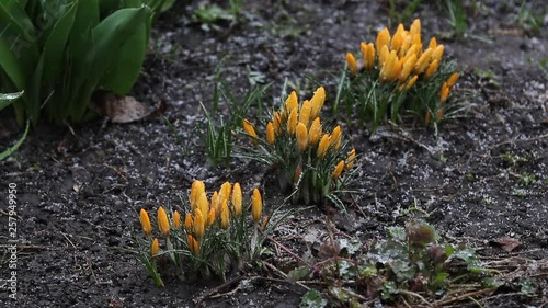 Snow is going over first spring flowers. Yellow crocuses covered with snow on spring's blizzard. Wind, light breeze, clold cloudy spring day, dolly shot, shallow depts of the field, slow motion viveo photo