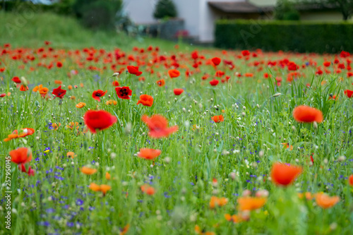 Poppy fields  Castelvecchio Pascoli  Barga  Italy