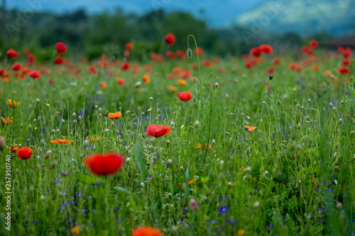 Poppy fields, Castelvecchio Pascoli, Barga, Italy