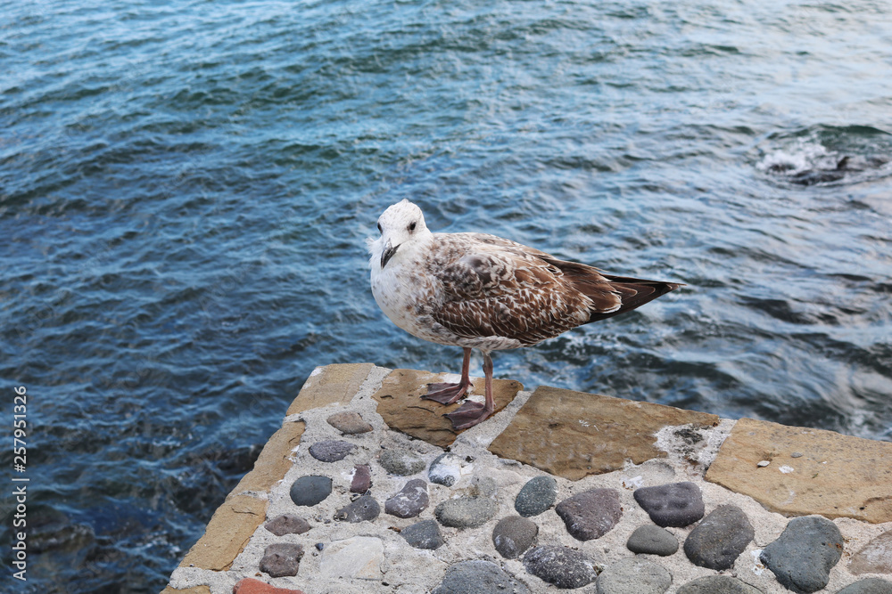A seagull with colorful feathers walks on the rocks above the sea. Seagull sea bird A seagull with colorful feathers walks on the rocks above the sea. Seagull sea bird