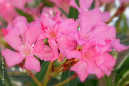 pink oleander flowers natural bouquet closeup  slight blurred image border