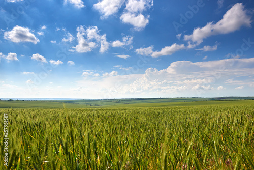 spring landscape - agricultural field with young ears of wheat  green plants and beautiful sky