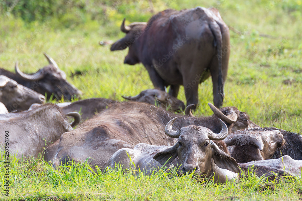 Fototapeta premium Wild water buffalo in its natural environment, Udawalawe National Park, Sri Lanka. Watter buffalos in natural environment.