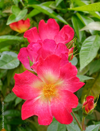 bunch of red wild rose flowers on vibrant green foliage background