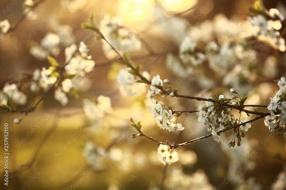 spring season. Spring Cherry blossoms, white flowers.