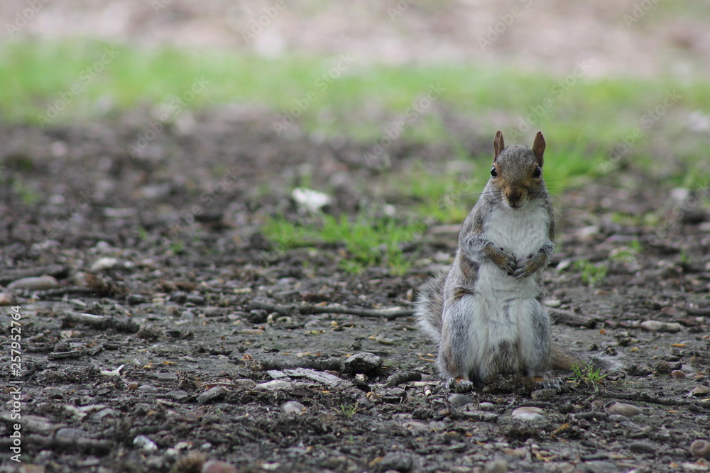 Squirrel in Hampstead Heath