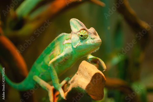 Green Chameleon on the tree in nature