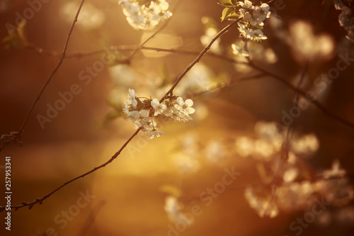 the cherry blossoms after sunset. White Cherry flower bloom in spring season. Vintage sweet cherry blossom soft tone texture background. © Andriy Medvediuk