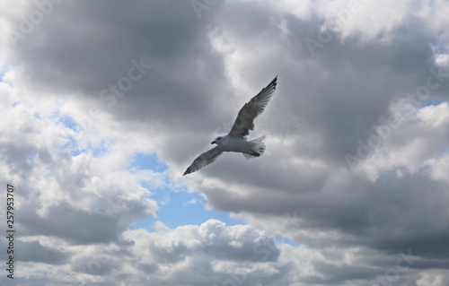 Gulls fly against the sky. There are many seagulls living on the sea.