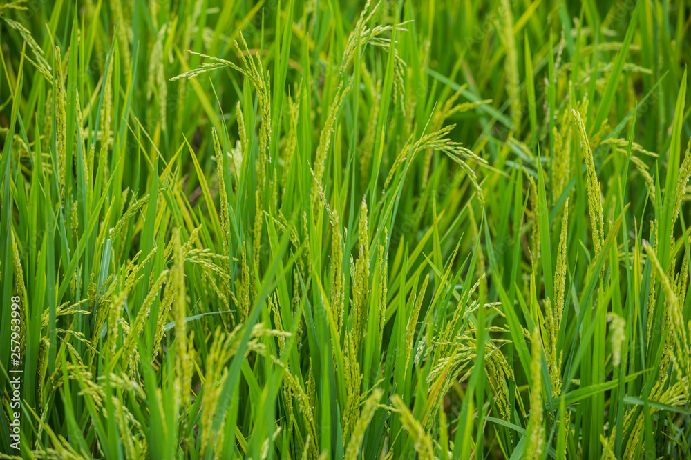 Rice field background texture close-up Rice field background texture close-up