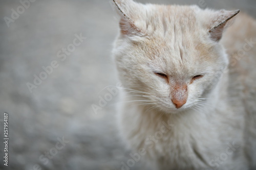 Cat cat, cat photo in different poses. cat in the nature, the animal is resting. light cat with emotions