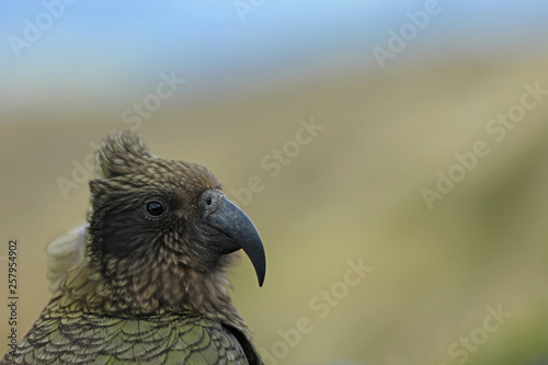 Wilder Kea Papagei in den Bergen in Neuseeland