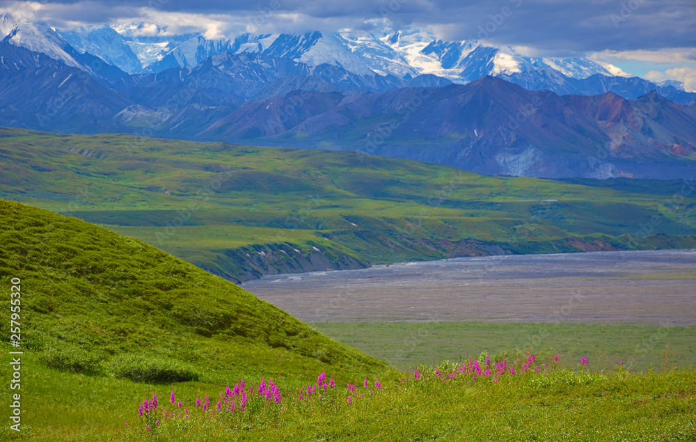 With its huge mountains and surrounded by a wonderful biodiversity lies the Denali National Park and Preserve. Flowers, snow and cloud sky. Landscape, fine art. Parks Hwy, Alaska, EUA: July 28, 2018