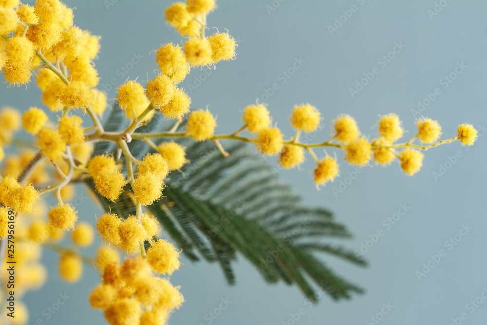 Mimosa are the first flowers of spring Mimosa are the first flowers of spring