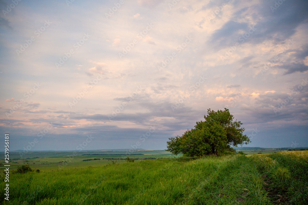Obraz premium sunset over green field