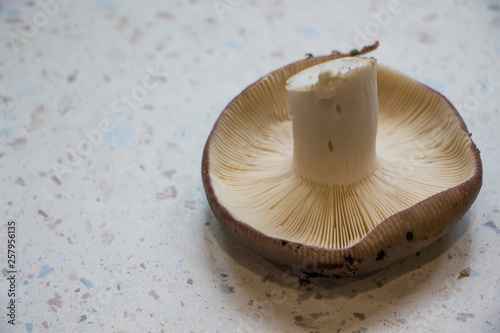 Close up of russula mushroom 